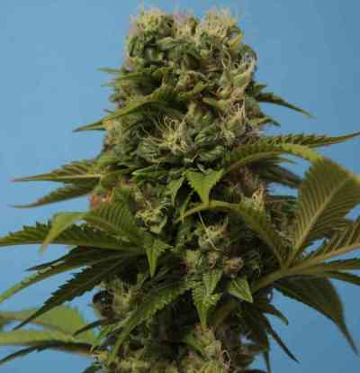 Wreckage > T.H. Seeds | Feminisierte Hanfsamen  |  Hybrid